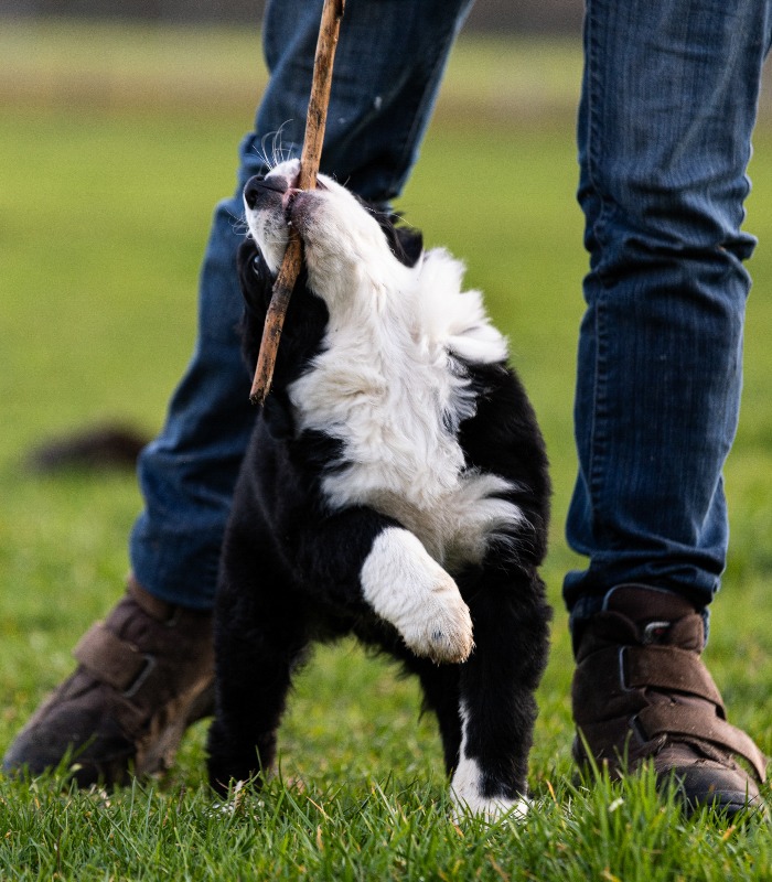 Border collie welpe tobt mit mensch auf der wiese jpg