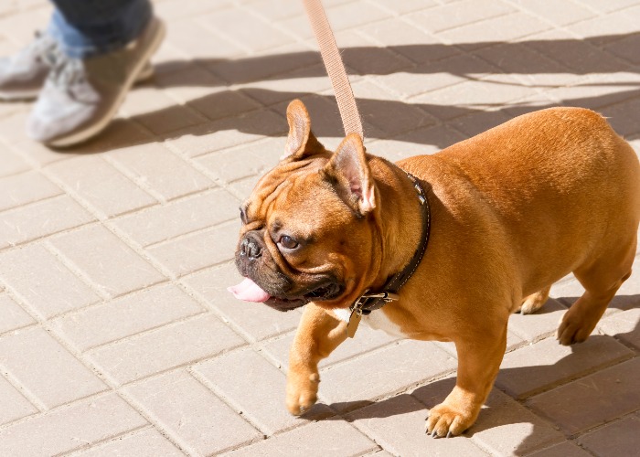French bulldog walks with the owner on a lead jpg