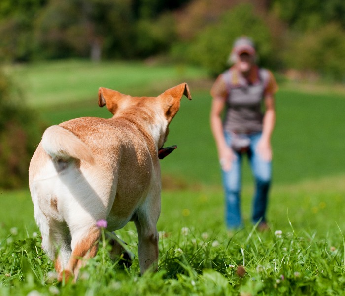 Labrador retriever wird gerufen jpg