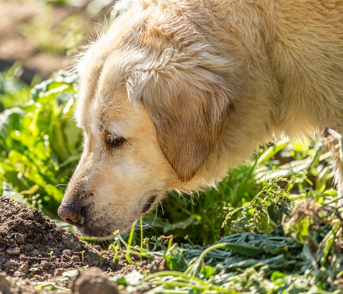 Portrait of a golden retriever dog sniffing at a molehill in a garden jpg