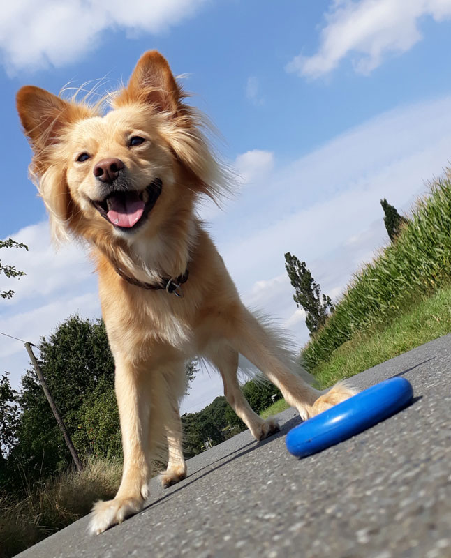 Therapiehund marley.