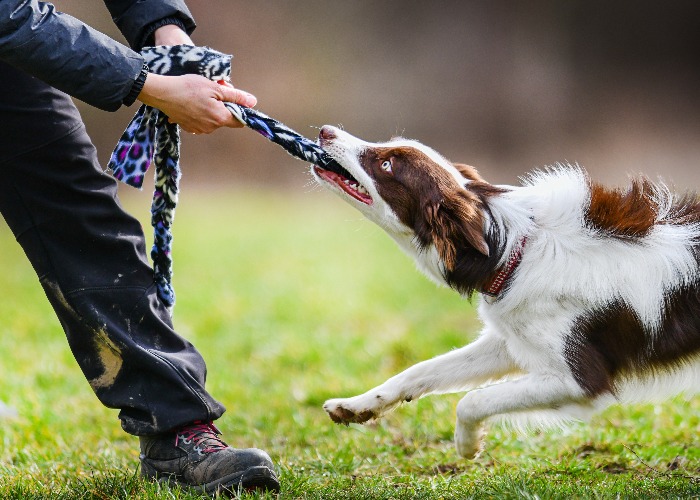 Young dog is pull rope on meadow with trainer brown and white border collie agility and strenght training jpg