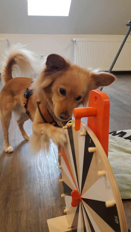 Therapietiere