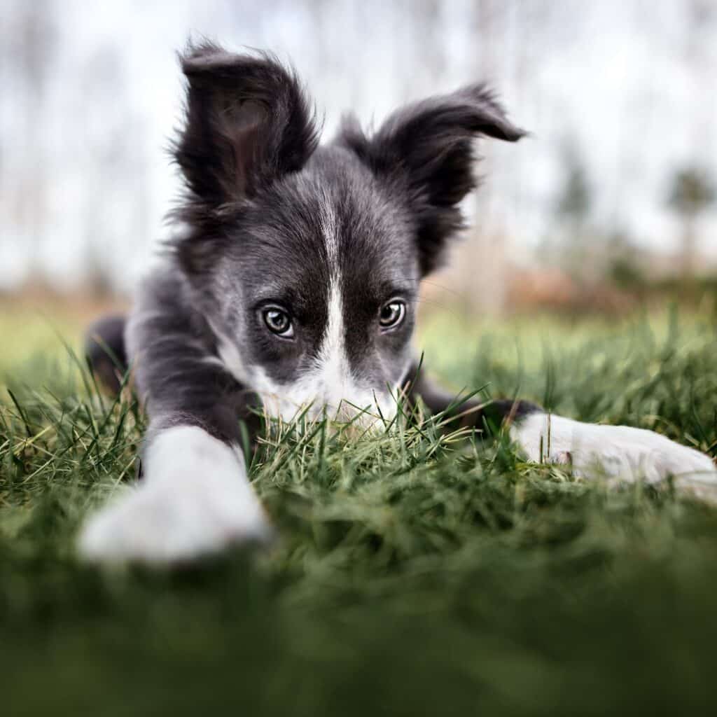 funny border collie puppy hiding nose in the grass, wide angle shot