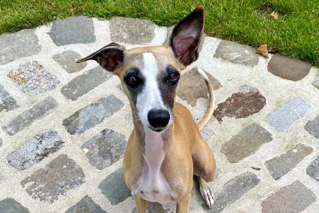 Ein brauner Whippet mit aufgerichteten Ohren sitzt auf einem gepflasterten Weg.