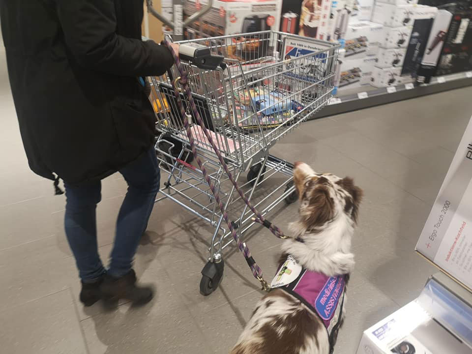 Eine Person schiebt einen Einkaufswagen; ein Assistenzhund schaut interessiert zu.