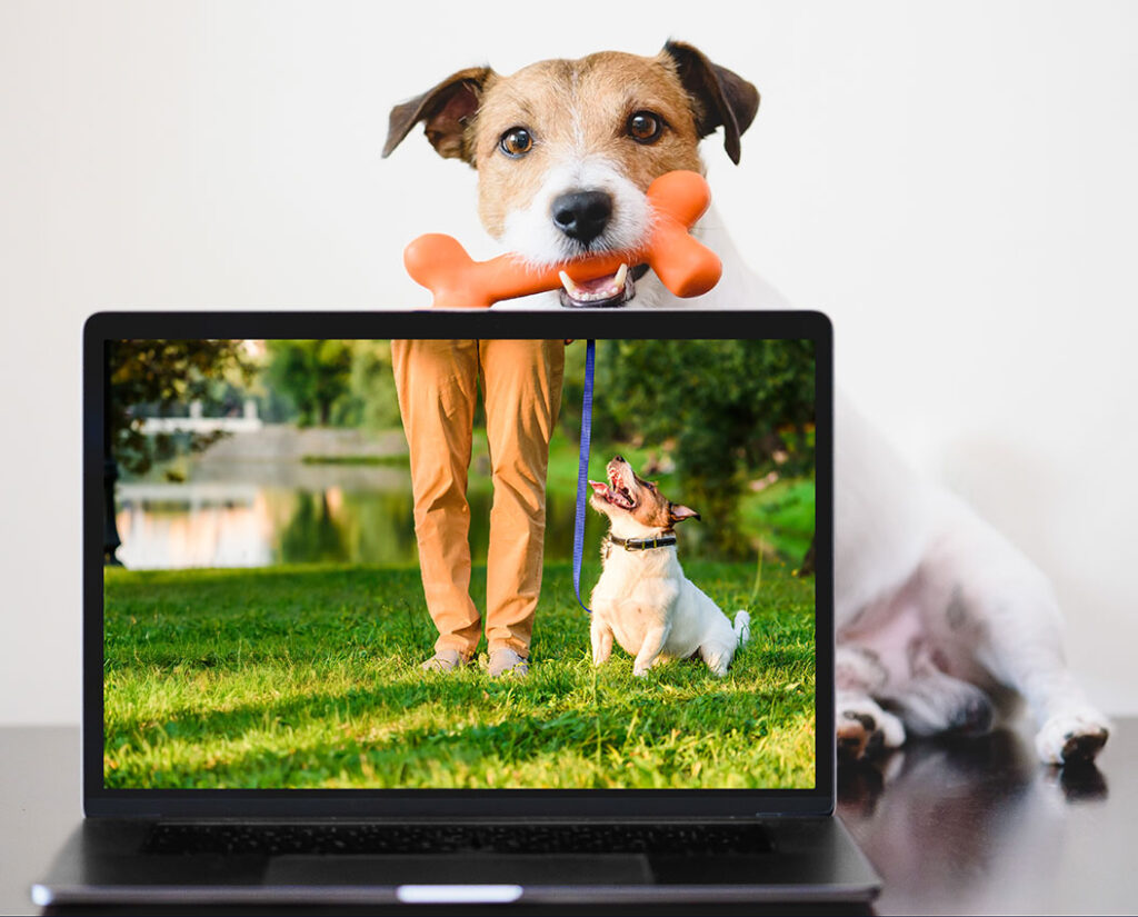 Ein Hund mit orangefarbenem Spielzeug vor einem Laptop, der einen Hund im Park zeigt.