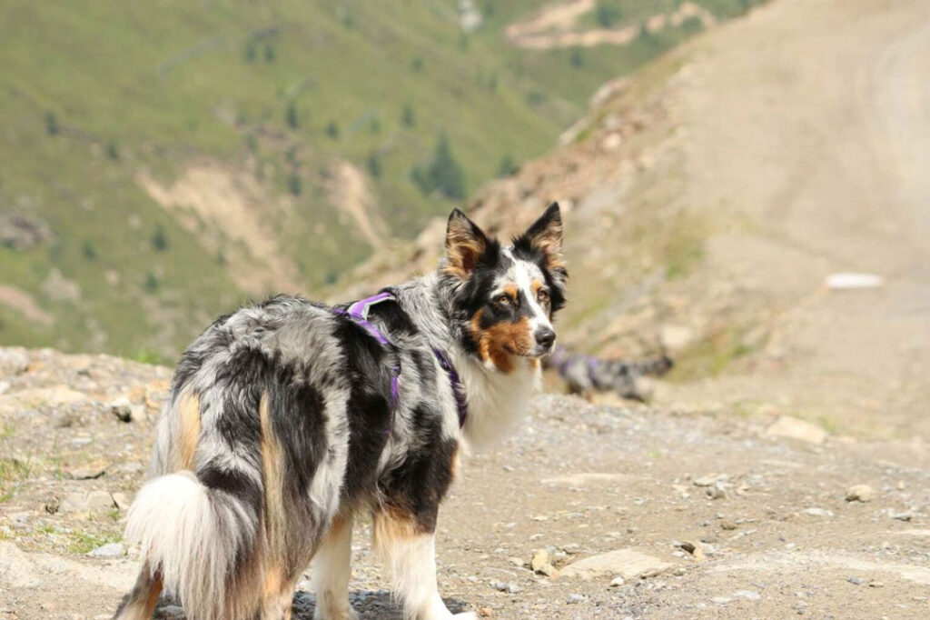 Ein Hund mit schwarz-weiß-braunem Fell, schaut auf einem Bergpfad neugierig zurück.