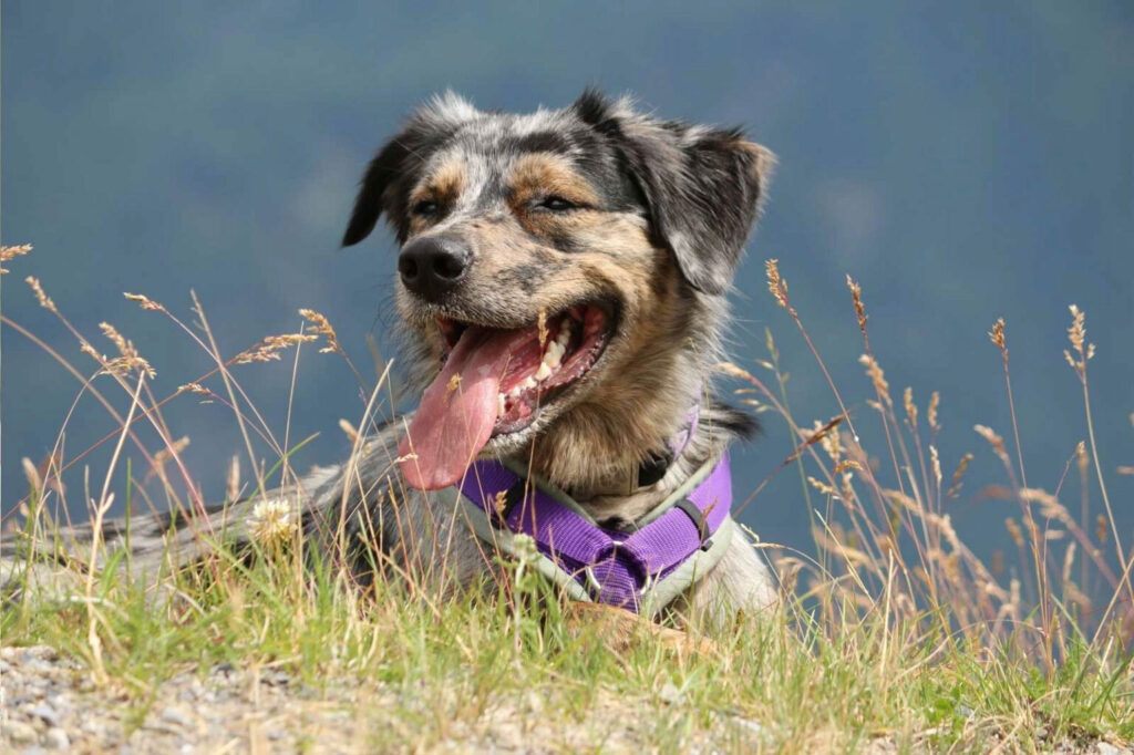 Ein Hund mit geflecktem Fell und lila Geschirr hechelt glücklich im Gras.